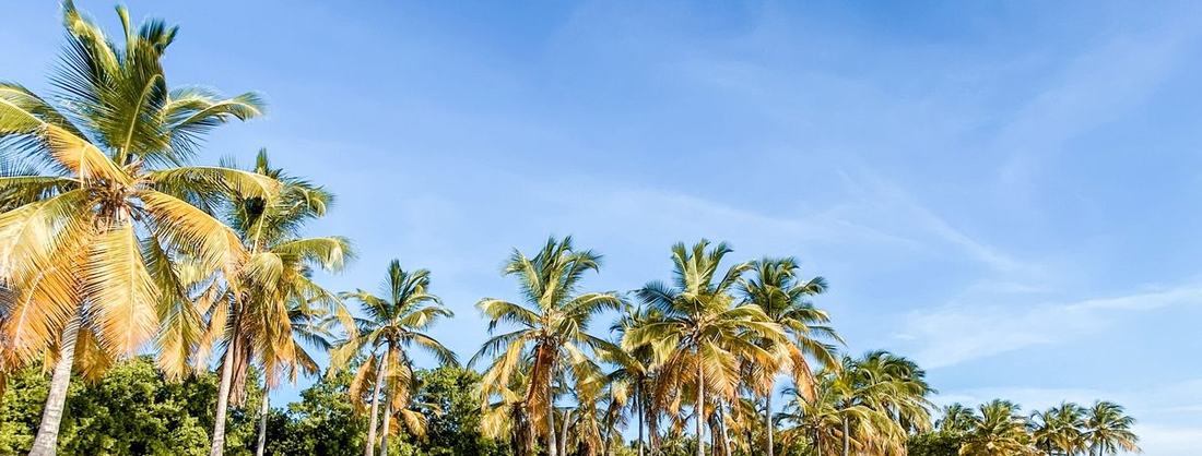 Clear turquoise water and a beach lined with palm trees