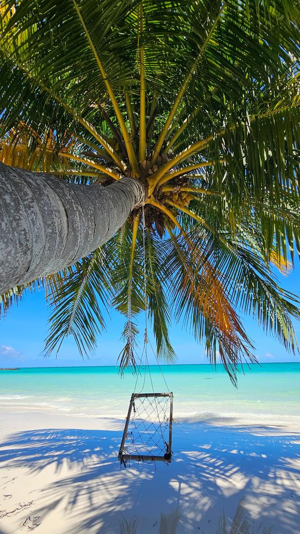 Looking up a coconut palm to a rope swing over white sand and turquoise water