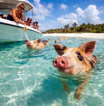 Swimming pigs in clear turquoise water beside a tour boat in Exuma